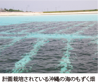 計画栽培されている沖縄の海のもずく畑