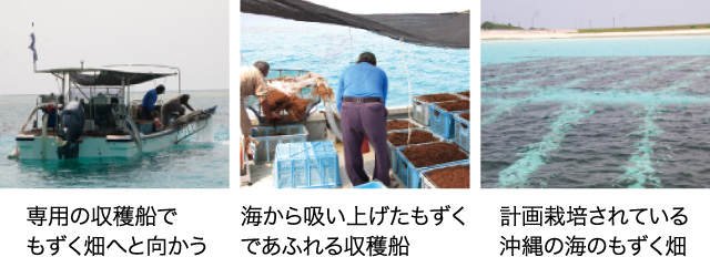 フコイダン原料の沖縄もずくについて 沖縄の子供たちと年に渡る交流も フコイダン原料の沖縄もずくについて 沖縄の子供たちと年に渡る交流も